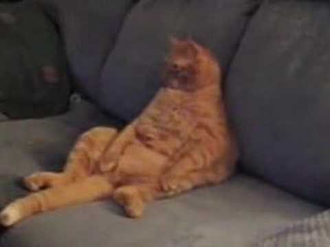The Most Laziest Cat In The World! (Real Garfield)