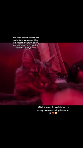 Crying atm 💔#likeandfollow #explore #fyppppp #imissyousomuch #explore #catloss💔😿 #hurts #fyppppp