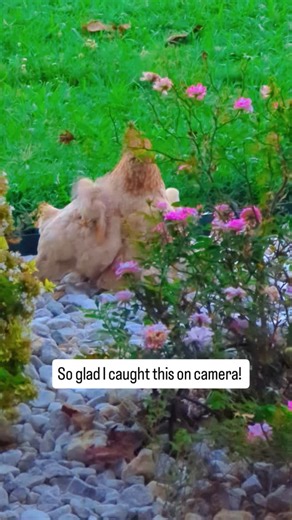 756 reactions · 81 comments | I am so glad I got this on camera this morning. The baby chicks and momma are waking up for a day full of exploring. #smile #chicks #farm #countryliving #chickens #outdoors #animals #nature #babyanimals #fyp | Hidden Heights Farm | Facebook