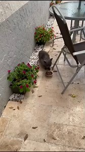 Mange ☹️ This Cat is Very Feral. Today he sees the vet to start his road to recovery! ❤️‍🩹 | Cartoons Family Diana And Roma