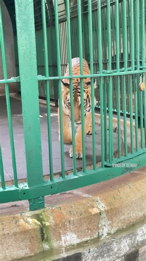 Voice of Rengu on Instagram: "🚀Zoo or Jungle ⚡️ where do you want to see the animals ✅ . . . . . 📍Trivandrum Zoo , Trivandrum. Kerala #instagood #insta #trendingreels #instagram #tredingreels"