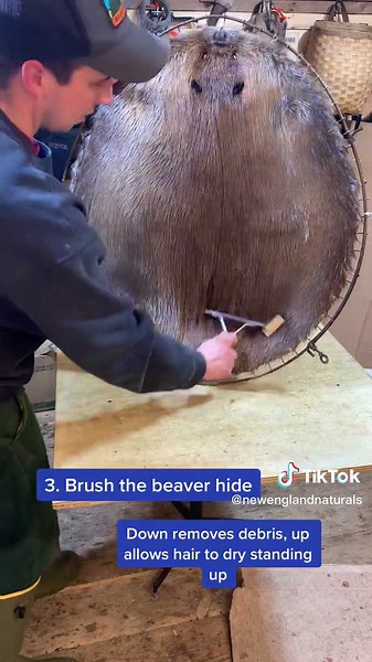 Improving Presentation of Beaver Pelt: Easy Step-by-Step Guide