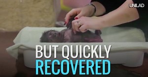 A critically-endangered gorilla was delivered by emergency c-section at Bristol Zoo today... | UNILAD