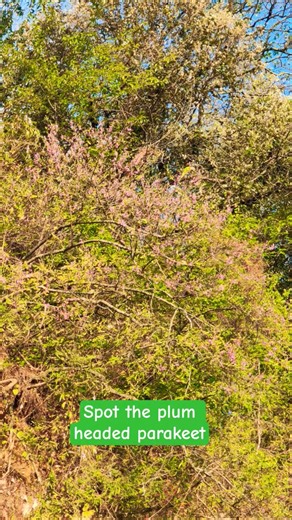 Can you spot the plum headed parakeet?#nature #travel #explore #shorts
