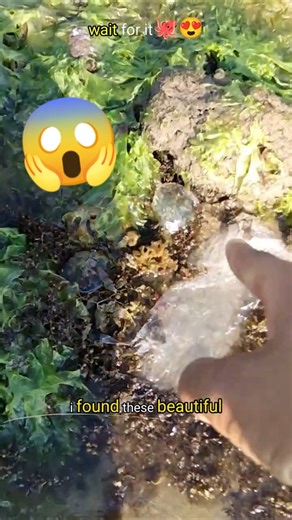 Saving Tiny Jellyfish Stranded in Mud!
