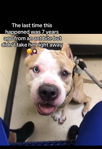 What Caused My Dog's Allergic Reaction?