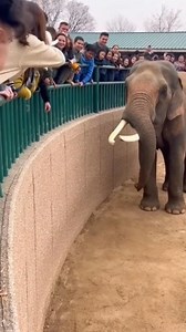 You will be amazed by the intelligence of this huge elephant! The way the elephant came forward to help a small cat that was stuck below is truly incredible. By gently lifting the cat with its trunk, it explained that friendship has no language. Watching the video made me feel better, let me know how you felt in the comments. This video is created with AI and the story is for your entertainment. | Eloise Jade