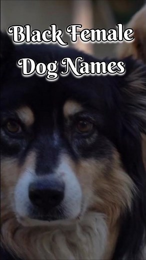 Black Female Dog Names 2026 #dhunkidiaries #yourdog #pets #puppy #dhunkidiary #dognames #femaledog