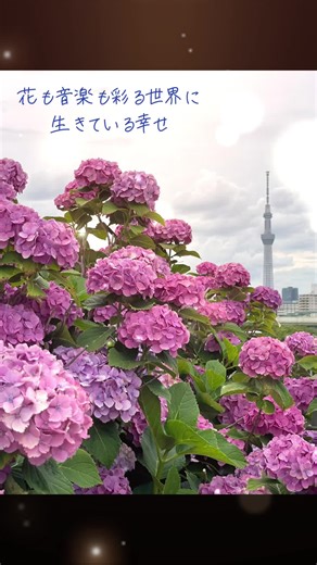 #紫陽花 #東京 #旧中川水辺公園 #Ajisai #Tokyo BGM♫ Snowk Bubble(feat.Aile The Shota) @Snowk @Aile The Shota #Snowk #AileTheShota