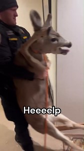 1.7M views · 21K reactions | Funny Reels Part 55  Try Not To Laugh impossible!!! Try not to laugh at these hilarious clips! From funny moments to epic fails, this video is packed with funny videos and unusual moments that will have you cracking up. Try not to laugh impossible!  | XDHUB | Facebook