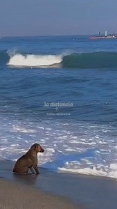 Subliminal✨ El Chico - Siddhartha ~𝐹. 𝐻. | 𝑹𝒐𝒍𝒊𝒕𝒂𝒔 𝑺𝒊𝒅𝒅𝒉𝒂𝒓𝒕𝒉𝒂