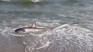 Shark washes ashore at NYC beach, rescued by beachgoers