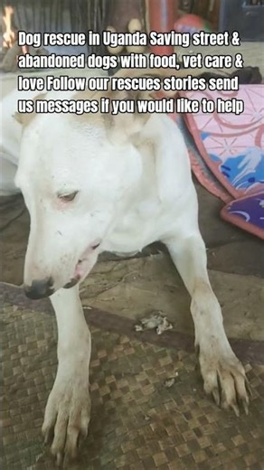 please help and supporting please donating link in channel section please help🙏🏼🙏🏼😥💔🐕🐕🐕🙏🏻🙏🏻🙏🏻