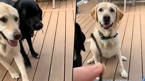 Dogs present special gift to owner; viral video will make your day