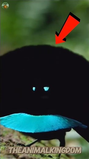 Superb Bird-of-Paradise 😱🔥 | Nature’s Darkest Alien Bird