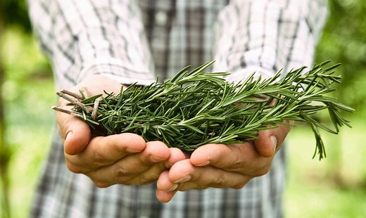 ROMERO PLANTA MEDICINAL: Origen, nombre científico y mucho más