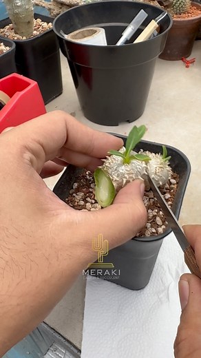 Pachypodium Brevicaule Grafting 🌵 Disclaimer : The explanation about Grafting is in the comments and if you don’t like grafted plants please skip this video. . #pachypodium #pachypodiumbrevicaule #pachypodiumgrafting #pachypodiumgraft #pachypodiumgrafted #pachypodiumsaundersii #grafting #graftingplants #howtograft #graft #graftingtips #caudex #caudexlover #caudexplants #caudexlicious #caudexmania #caudexlife #caudiciform #pachypodiumlover #pachypodiumcristata #succulents #succulent #succulentca
