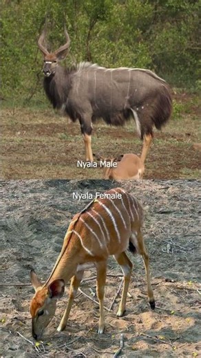 Male VS Female Nyala Antelope: Nature's Stunning Contrast