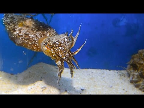 Cuttlefish Hunting a Fish