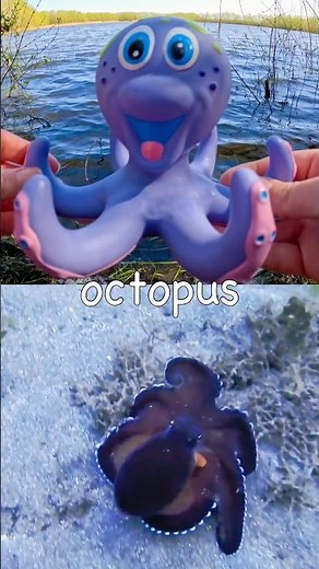 Fun Toys | Sea Animal Names for Kids to Learn by the Lake: Octopus Dolphin Starfish Fish Triggerfish