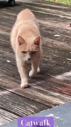 Catwalk #catwalk #cat #prettycat @RuPaul