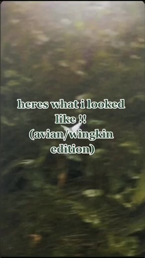 #greenscreen #wingkin #aviankin #alterhuman #therian #otherkin #otherkinity #therianthropy