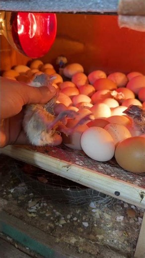 Early hatched baby chick is no more !