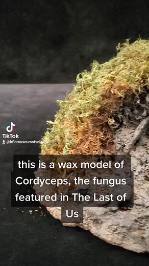 If you watch "The Last of Us” you have probably heard of the fungus Cordyceps. Cordyceps is a real parasitic fungus with hundreds of species worldwide, which takes up root in insects and other arthropods rather than soil or plants. When Cordyceps attacks a host, the mycelium (a root-like structure of a fungus) invades and eventually replaces the host tissue. Cordyceps ultimately kills its host and then grows a branch or tendril-like stalk from the body of the infected. The tendril then releases 