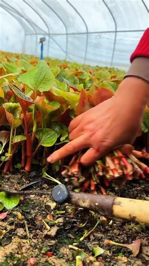 Planting Japanese knotweed plants result in Tutorial #farming #shorts