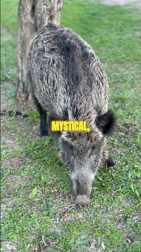 The Truth About Witch Familiars