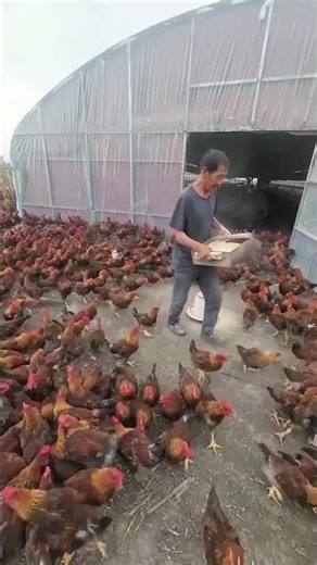 Rural Poultry Secrets You Must Know 🐔🦆 | Smart Farming #PoultryShorts #RuralLife #SmartFarming