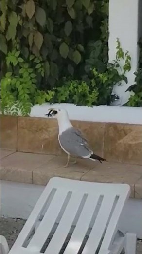 Seagull eating a kitten.