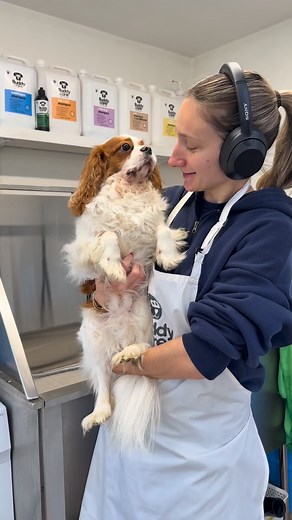 What do you think to Winston & Monty’s new haircut? ✂️Would you keep them long or go short?! 🐶#cavalierking #cavalierkingcharles #cavalierkingcharlesspaniel #spaniel #doggroomer #doggrooming | Frankie Seamark