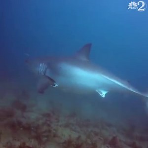 23K views · 518 reactions | CLOSE ENCOUNTER 麗 A scuba diver from Central Florida found himself right next to a MASSIVE great white shark on Tuesday: https://bit.ly/2Sklqu0 | WESH 2 News | Facebook