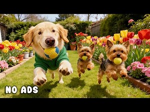 24 Hours of Dog TV for Dogs to Watch 🐶🎧 Gentle Anti-Stress Music for Dogs & Peaceful Rest 🌿🐾
