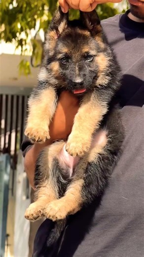contact 8810623046 today German Shepherd puppy available 🐾 healthy strong puppy#gsddog#now#viral