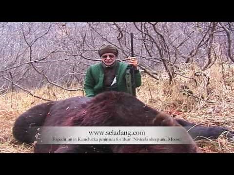 OURS BROWN BEAR HUNTING (Chasse) KAMCHATKA RUSSIA by Seladang