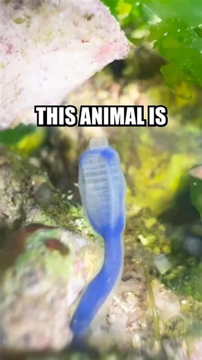 When I first discovered that tunicates existed, I thought they were just another goopy critter in the ocean, perhaps related to a cnidarian or some type of coral, then I saw its vents move. Tunicates have two holes in their bodies called vents that water passes through carrying food for the little critters. These vents can also be used to squirt water out for defense, giving them the common name of “sea squirt.” When I figured out that these critters weren’t like any animal I had ever seen, I de