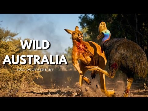 WILD AUSTRALIA | Relentless Predators and the Deadliest Ecosystem on Earth | Full Documentary