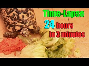 24 hours in 3 minutes Turtle Eating Lettuce Time-Lapse - Tortoise Eating Lettuce Animal ASMR