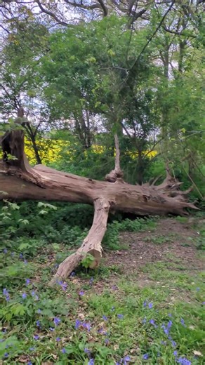 Old Dead Tree 🪾 🌞