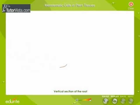 Meristematic Cells In Plant Tissues