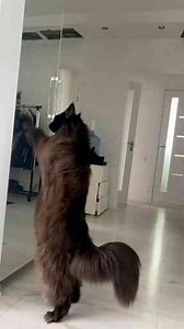 Understanding the Unique Traits of Maine Coon Cats