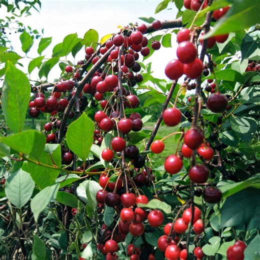 Sweet Cherry 5 Seeds, Prunus Avium, Cherry Fruit Tree, Edible Fruit Plant, Garden Tree Seeds - Etsy