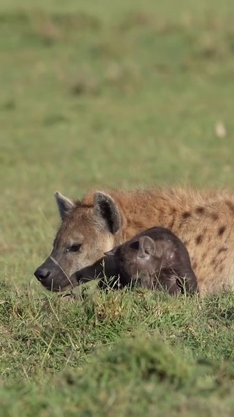 Alpha Female Spotted Hyena Protecting Her Pup