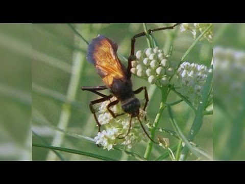 Tarantula vs. Tarantula Hawk