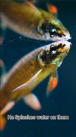This Fish Lays Eggs on Leaves… Then SPLASHES Water on Them! 😱💦 #wildlife #freshwaterfish #fishfacts