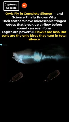 Why Owls Make Absolutely No Sound When They Fly — Nature's Most Perfect Stealth Design