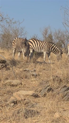 179K views · 832 reactions | Zebras Taking It Easy This Morning #reel #safari #animals #wildlife #nature | Latest Wildlife Sightings | Facebook