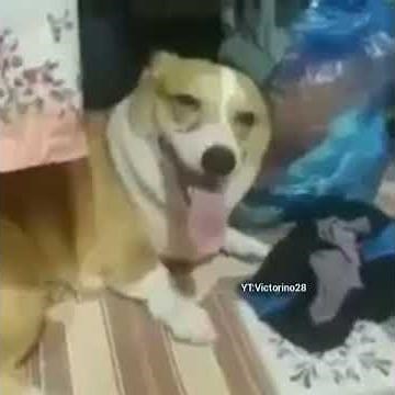 dog getting hit with bottle with TF2 sound effects